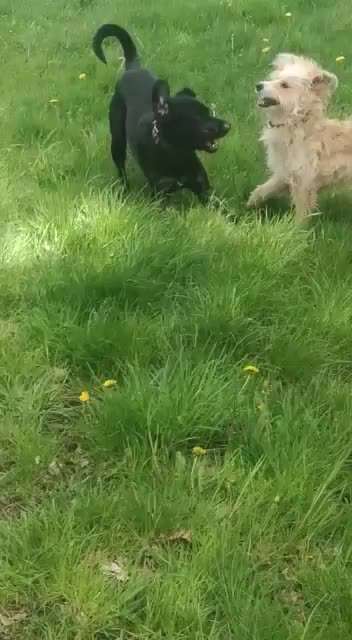 Bester Freund, Hundekumpel - zeigt her!-Beitrag-Bild