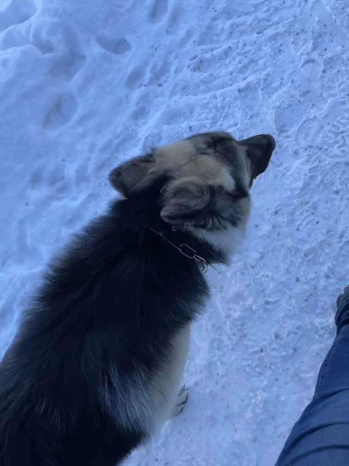 Kleinem, abgelenktem Hund "Bei Fuß" beibringen-Beitrag-Bild