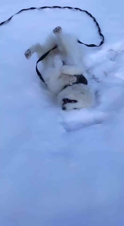 Zeigt die schönsten Schneebilder von eurer Fellnase ❄️-Beitrag-Bild