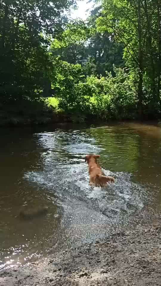 Wo sind die Golden Retriever Liebhaber?-Beitrag-Bild