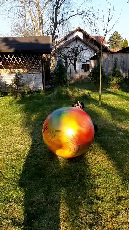 Verhalten , Australian Sheperd-Beitrag-Bild