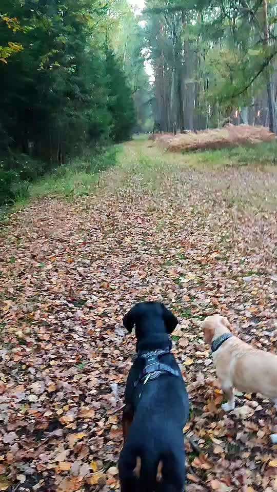 "Wege zur Freundschaft" (Ulli Reichmann)-Beitrag-Bild