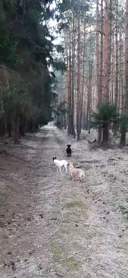 "Wege zur Freundschaft" (Ulli Reichmann)-Beitrag-Bild