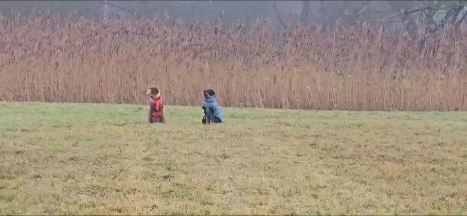 Impulskontrollübung 67: Laufbilder mit dem Hund 📸-Beitrag-Bild