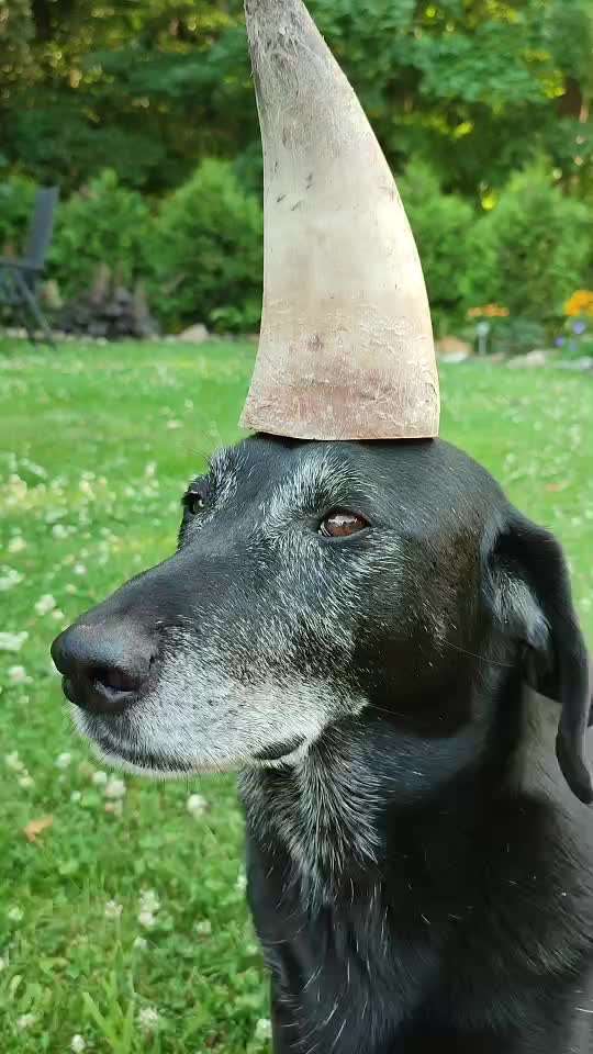 Impulskontrollübung 68: Etwas auf dem Kopf/Schnauze Balancieren-Beitrag-Bild