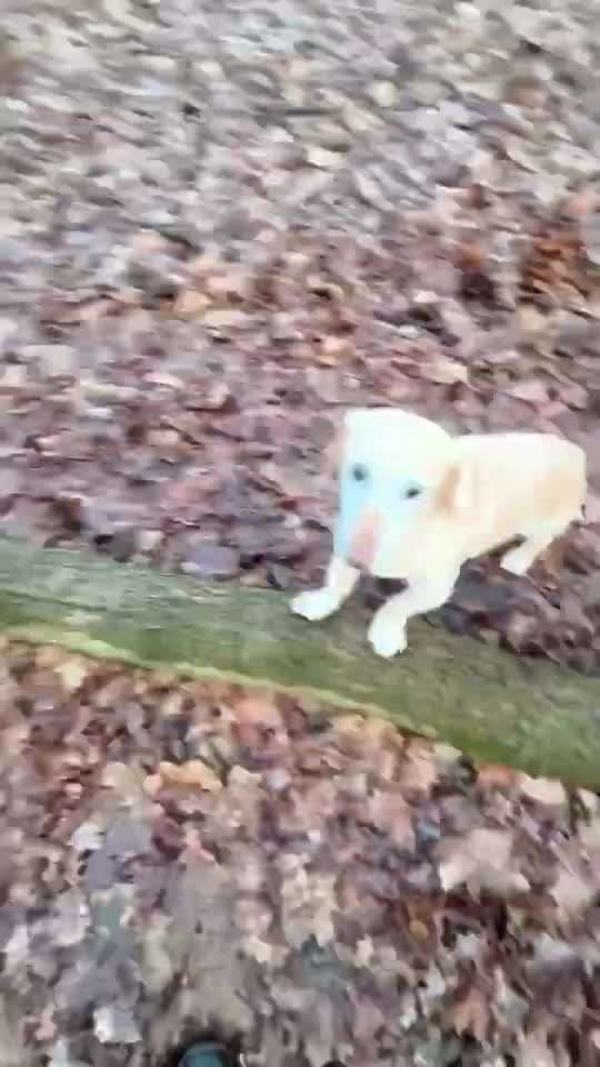 81. Trickspiel Hangeln-Beitrag-Bild