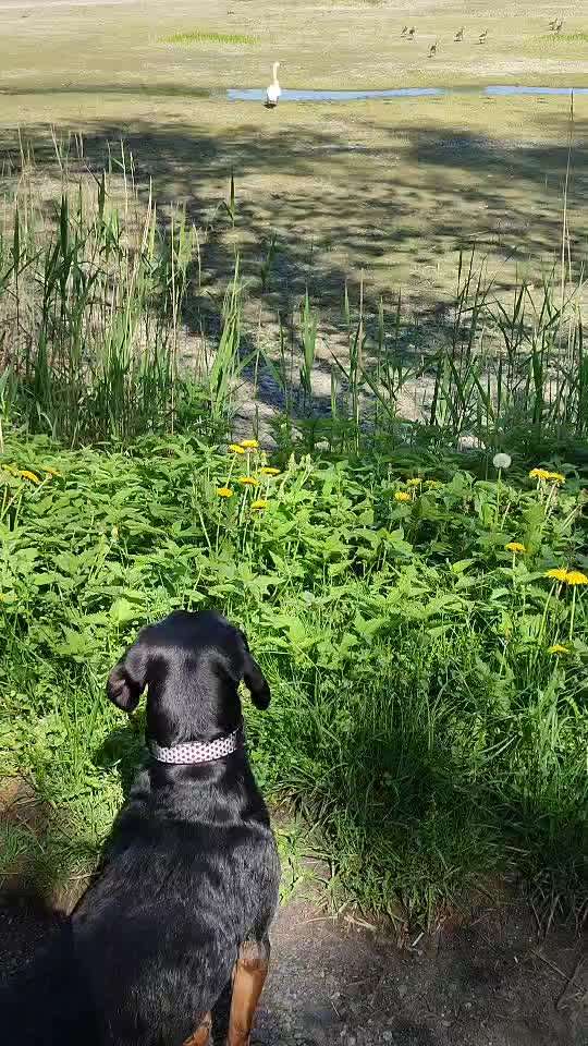 57. Impulskontrollchallenge (Zweiter Anlauf): Tiere beobachten-Beitrag-Bild