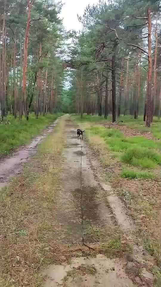 Welche Rasse könnte das sein ?-Beitrag-Bild