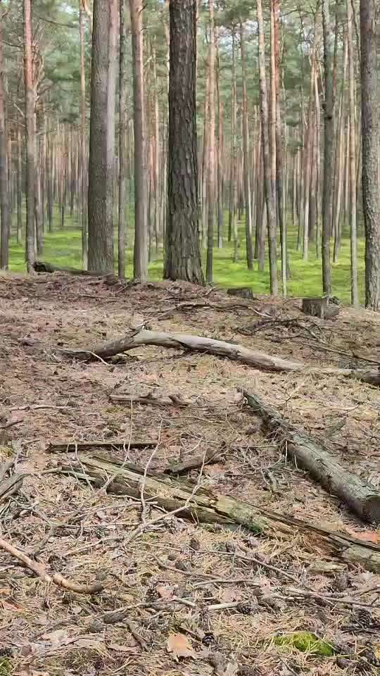 57. Impulskontrollchallenge (Zweiter Anlauf): Tiere beobachten-Beitrag-Bild