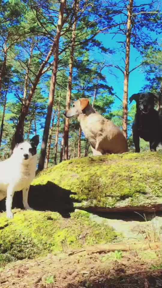 "Wege zur Freundschaft" (Ulli Reichmann)-Beitrag-Bild