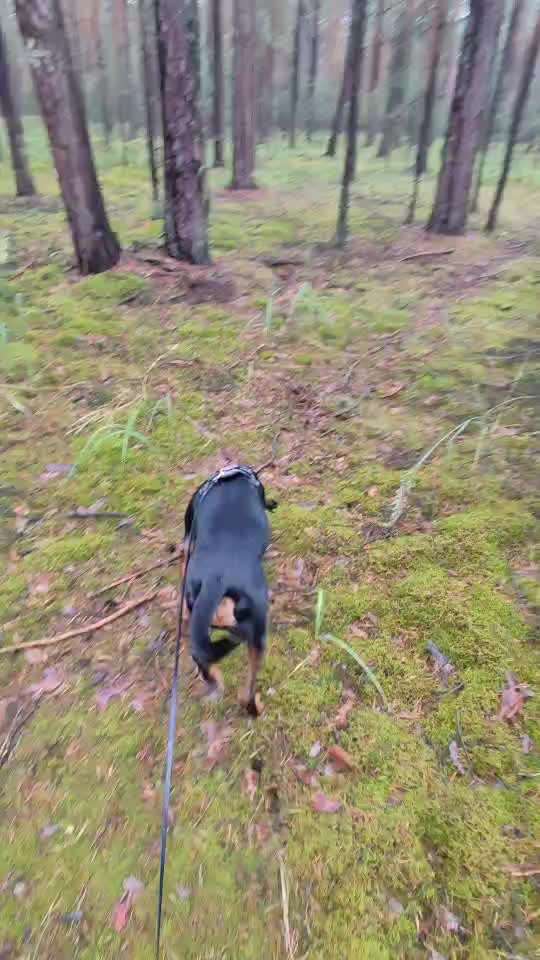 Toolbox zur Unterstützung gestresster Hunde-Beitrag-Bild