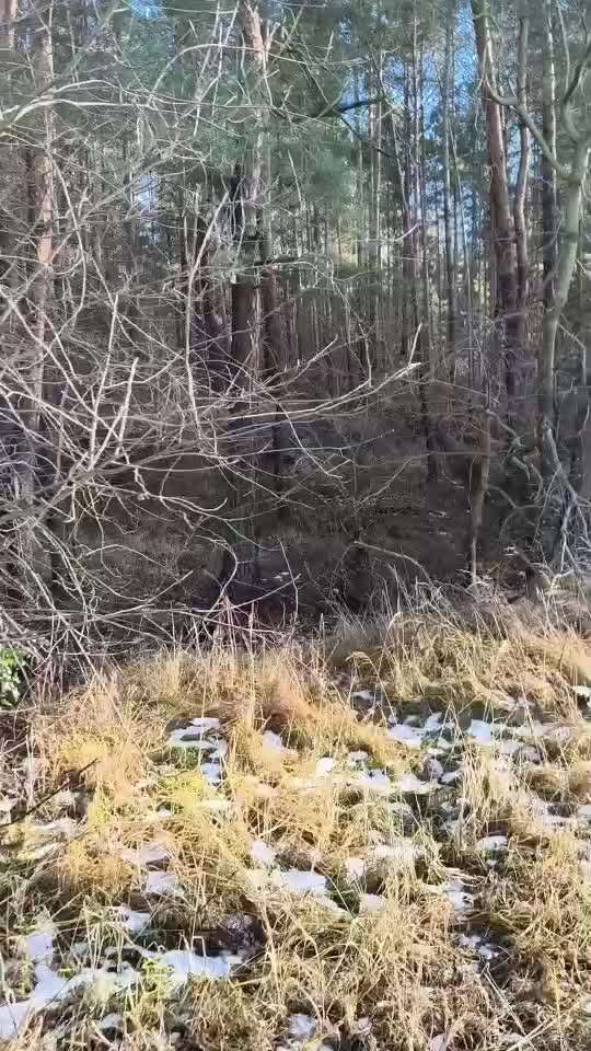 Welche Rasse könnte das sein ?-Beitrag-Bild