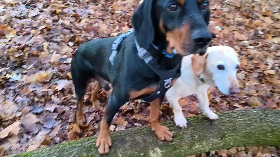 81. Trickspiel Hangeln-Beitrag-Bild