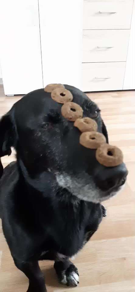 Impulskontrollübung 68: Etwas auf dem Kopf/Schnauze Balancieren-Beitrag-Bild