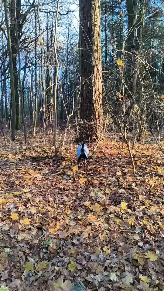 "Wege zur Freundschaft" (Ulli Reichmann)-Beitrag-Bild