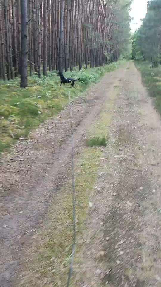 Toolbox zur Unterstützung gestresster Hunde-Beitrag-Bild