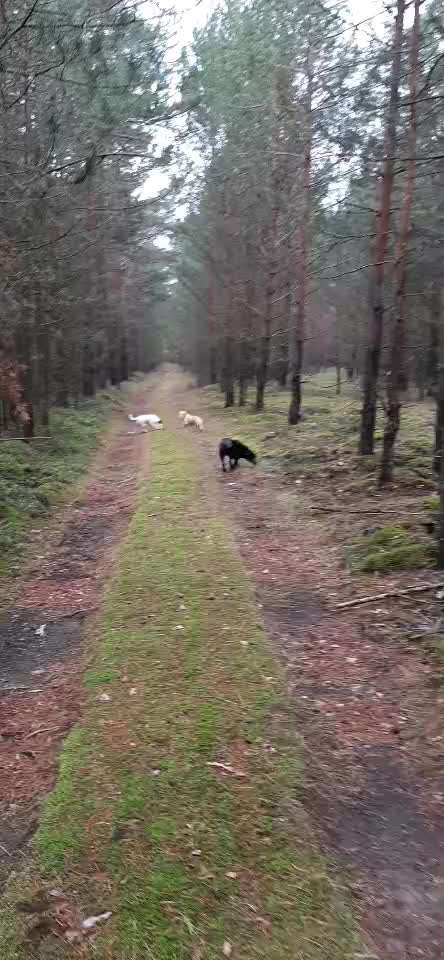 "Wege zur Freundschaft" (Ulli Reichmann)-Beitrag-Bild