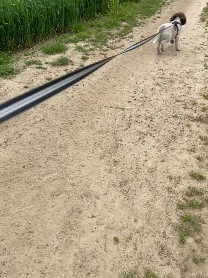 Lagotto Romagnolo Besitzer-Beitrag-Bild