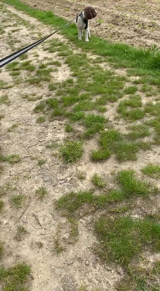 Lagotto Romagnolo Besitzer-Beitrag-Bild