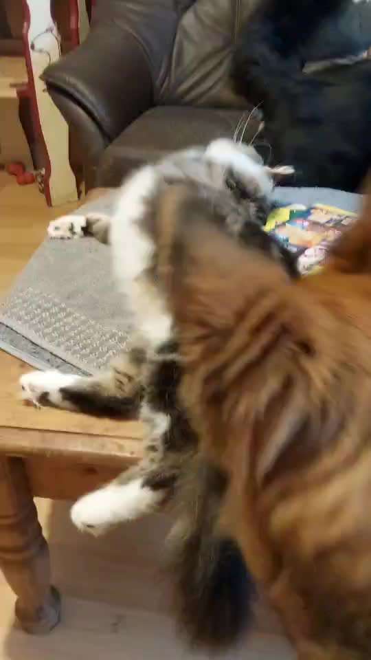 Hundeangriff in Griechenland - wie verhindern, vorbeugen?-Beitrag-Bild