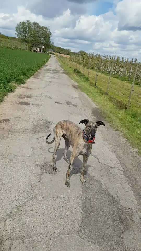 Windhunde - Treffen der besonderen Schönheiten
HERZLICH WILLKOMMEN-Beitrag-Bild