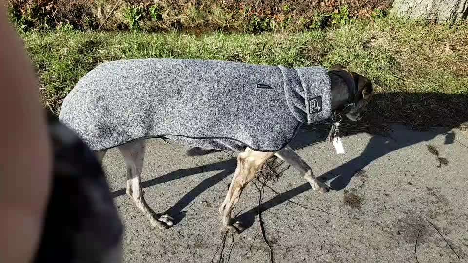 Windhunde - Treffen der besonderen Schönheiten
HERZLICH WILLKOMMEN-Beitrag-Bild