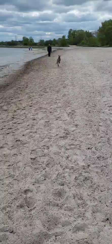 Windhunde - Treffen der besonderen Schönheiten
HERZLICH WILLKOMMEN-Beitrag-Bild