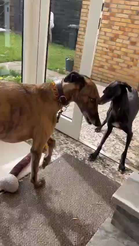 Windhunde - Treffen der besonderen Schönheiten
HERZLICH WILLKOMMEN-Beitrag-Bild