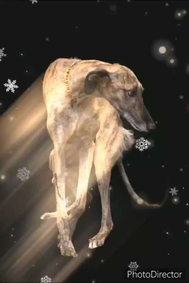 Windhunde - Treffen der besonderen Schönheiten
HERZLICH WILLKOMMEN-Beitrag-Bild