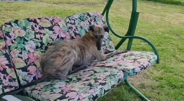 Windhunde - Treffen der besonderen Schönheiten
HERZLICH WILLKOMMEN-Beitrag-Bild