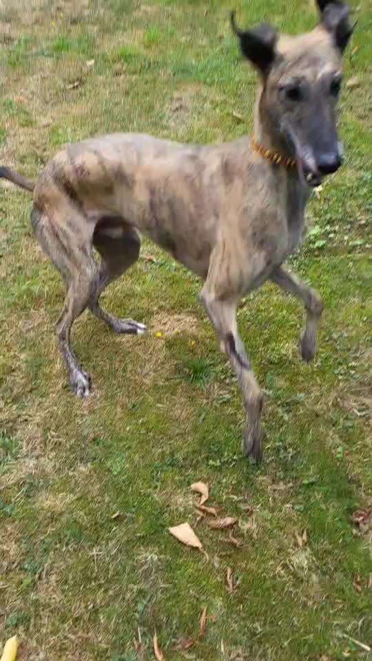 Windhunde - Treffen der besonderen Schönheiten
HERZLICH WILLKOMMEN-Beitrag-Bild