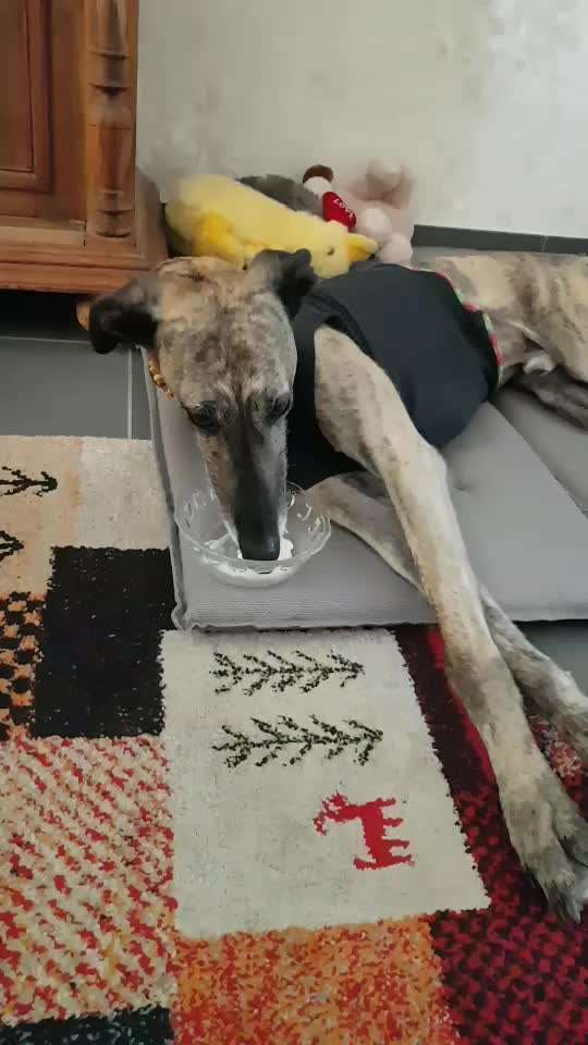 Windhunde - Treffen der besonderen Schönheiten
HERZLICH WILLKOMMEN-Beitrag-Bild