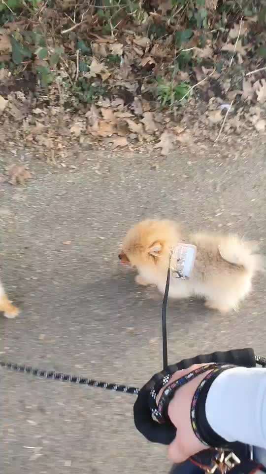 Hund bellt an der Leine Terror bei anderen Hunden-Beitrag-Bild