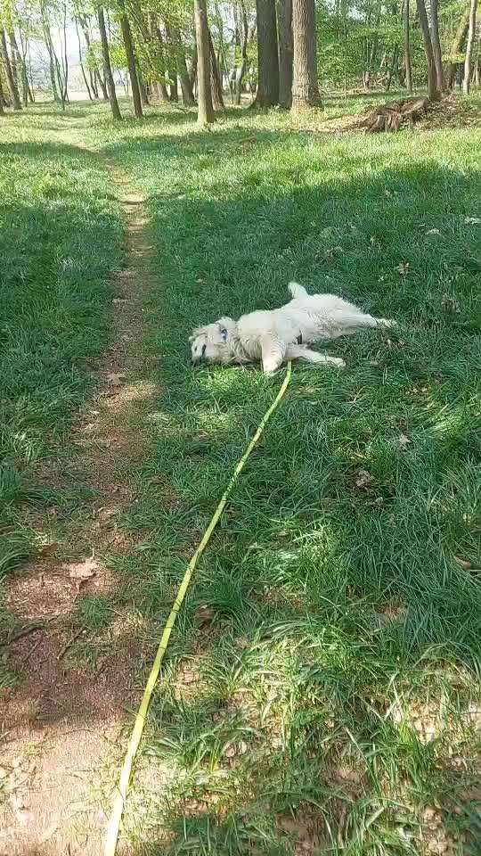 aktuelles Foto Gruppe Golden Retriever