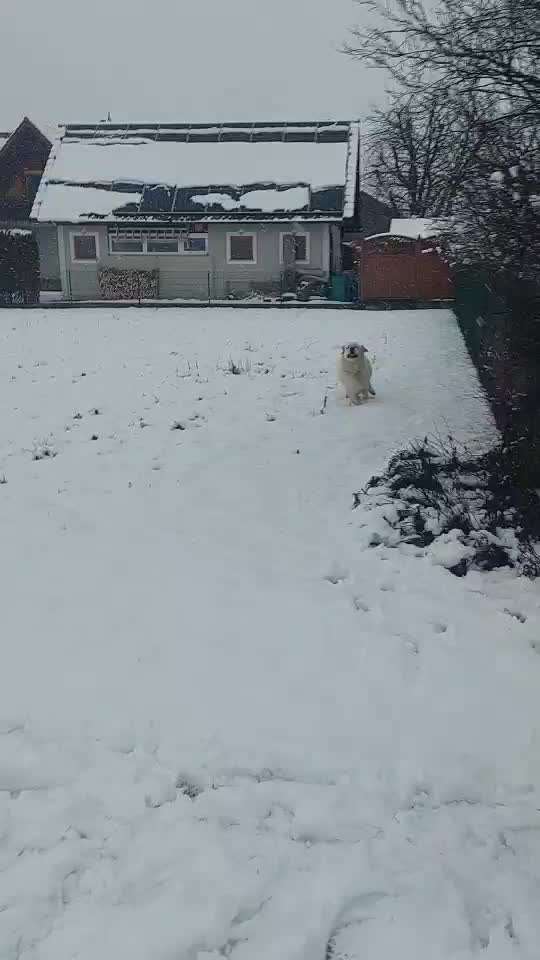 aktuelles Foto Gruppe Golden Retriever