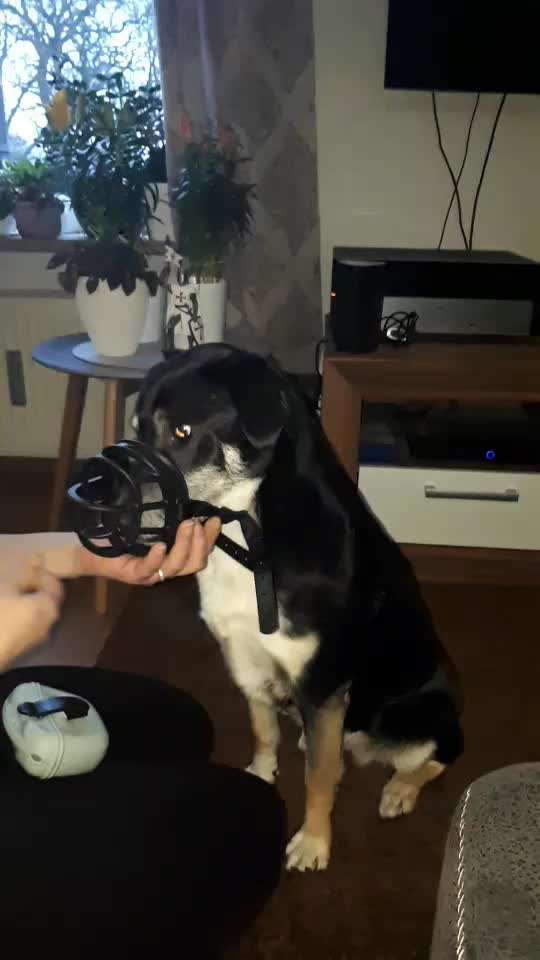 Wie sitzt mein Maulkorb / Maulkorb-Beratung-Beitrag-Bild