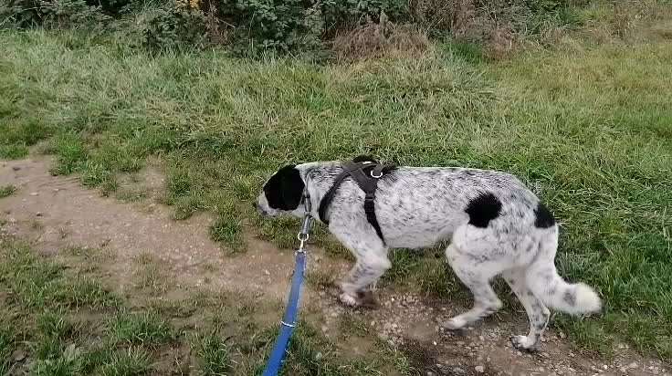 Hunde vom Tierschutzverein 🐕♥️-Beitrag-Bild