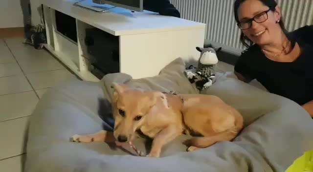 Wie kamst du zu deinem Hund?-Beitrag-Bild