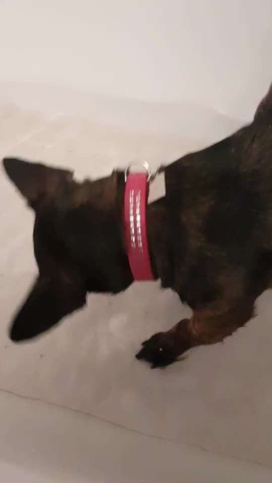 Die Dogorama Wochen Challenge-Beitrag-Bild