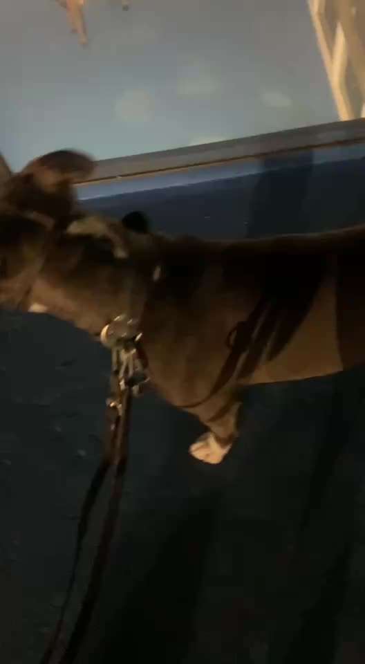 aktuelles Foto Gruppe Reisen mit Hund