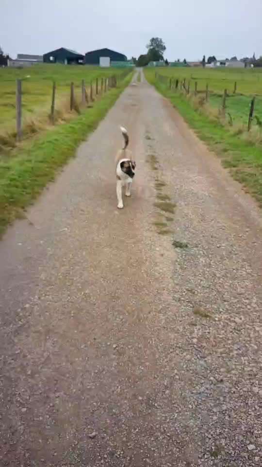 Mischlingshunde Foto Aufruf-Beitrag-Bild