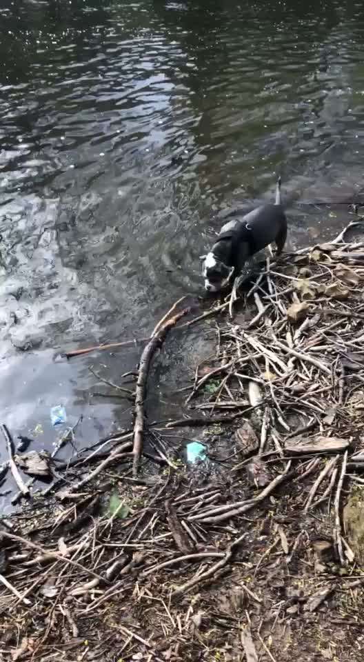 Dogorama-Monats-Challenge-Mai "Wasser"-Beitrag-Bild