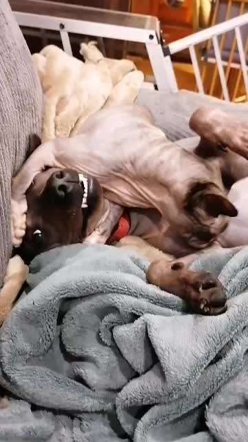 Hundegeschwister der anderen Art-Beitrag-Bild