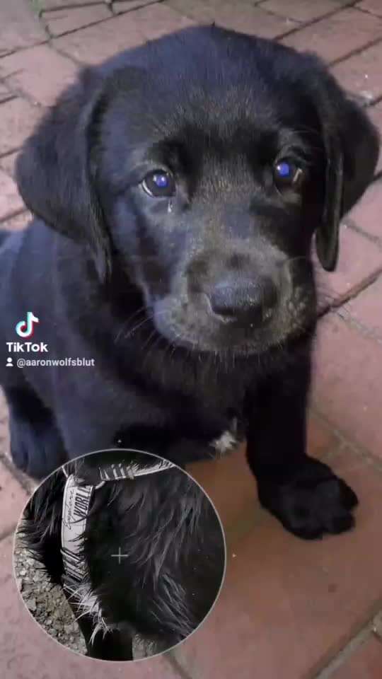 Zeigt her eure Labbis!-Beitrag-Bild