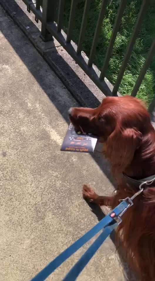 51. Video challenge - Dein Hund beim Spaziergang-Beitrag-Bild
