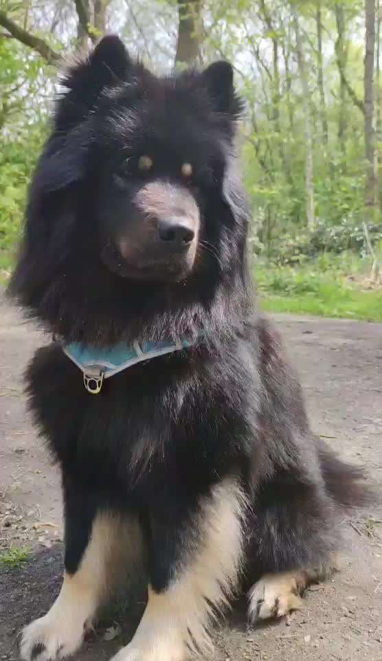 Eurasier hier?-Beitrag-Bild