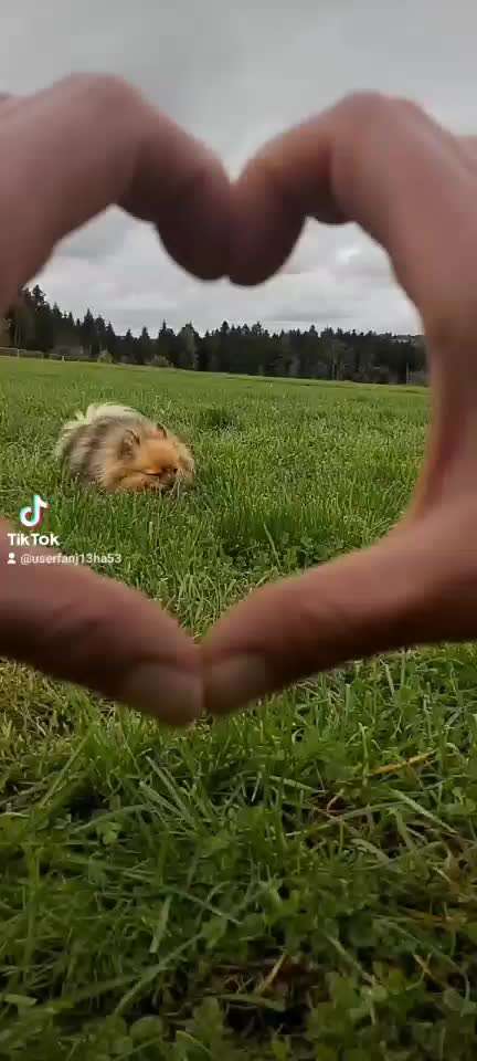 Trick Challenge Nr. 19 - Herzenshund-Beitrag-Bild