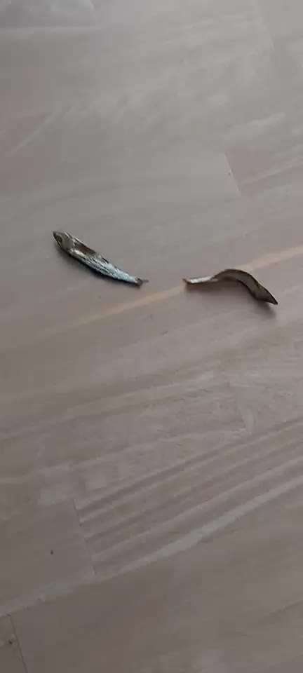 Impulskontrolle-Challenge Nr. 2: Vorbei laufen-Beitrag-Bild