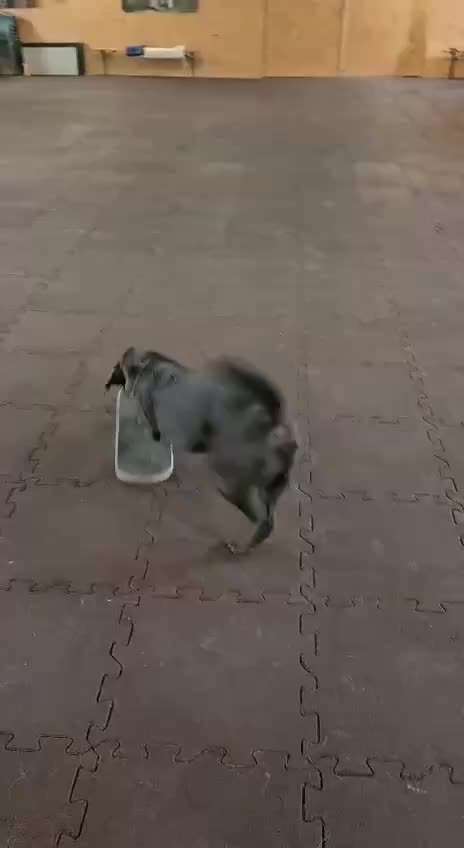 aktuelles Foto Gruppe Trickkiste