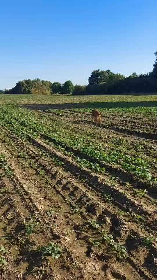 Rhodesian Ridgeback-Beitrag-Bild
